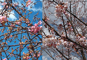 ユートピアの桜